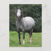 Carte Postale Bob Langrish | Grey Welsh Pony Standing (Devant)