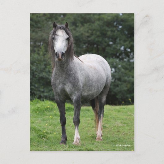 Carte Postale Bob Langrish | Grey Welsh Pony Standing (Devant)