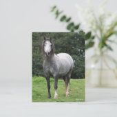 Carte Postale Bob Langrish | Grey Welsh Pony Standing (Debout devant)