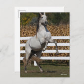 Carte Postale Bob Langrish | Gris Andalousie de l'élévation (Devant / Derrière)
