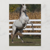 Carte Postale Bob Langrish | Gris Andalousie de l'élévation (Devant)