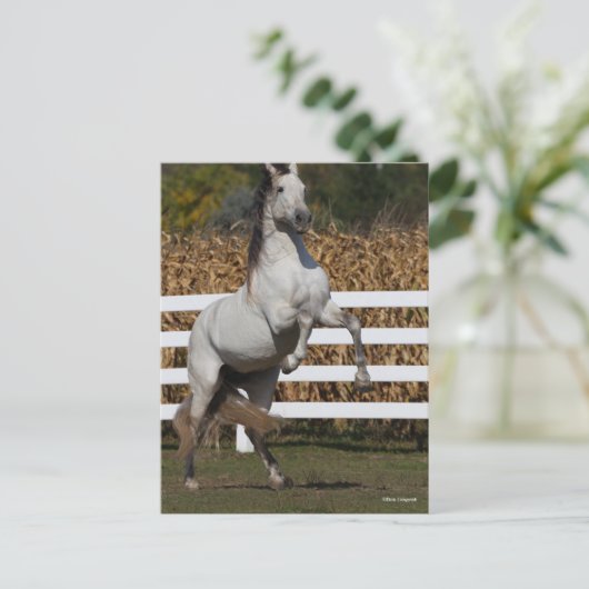 Carte Postale Bob Langrish | Gris Andalousie de l'élévation (Debout devant)