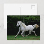 Carte Postale Bob Langrish | Gris Arabe en Course (Devant / Derrière)