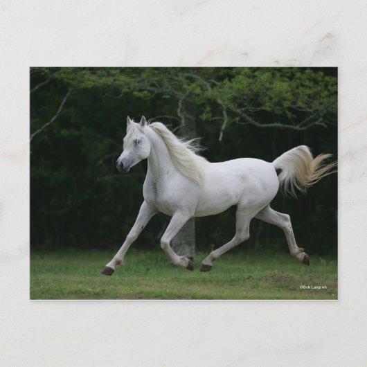 Carte Postale Bob Langrish | Gris Arabe en Course (Devant)