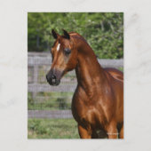 Carte Postale Bob Langrish | Gros plan arabe Stallion debout (Devant)