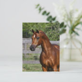 Carte Postale Bob Langrish | Gros plan arabe Stallion debout (Debout devant)