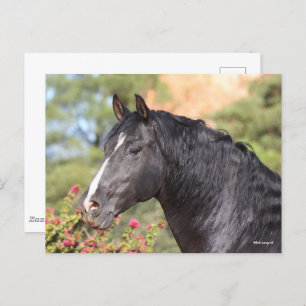 Carte Postale Bob Langrish   Gros plan noir de Stallion andalou