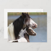 Carte Postale Bob Langrish | Gypsy Vanner Mare and Foal Headshot (Devant / Derrière)