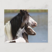Carte Postale Bob Langrish | Gypsy Vanner Mare and Foal Headshot (Devant)
