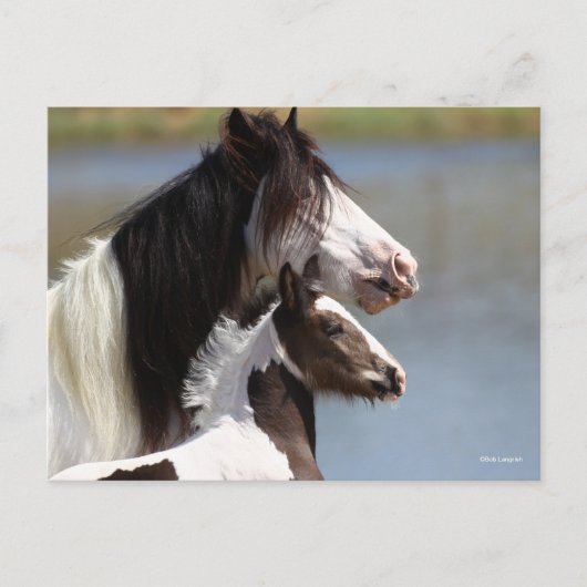 Carte Postale Bob Langrish | Gypsy Vanner Mare and Foal Headshot (Devant)