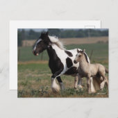 Carte Postale Bob Langrish | Gypsy Vanner Mare and Foal Running (Devant / Derrière)