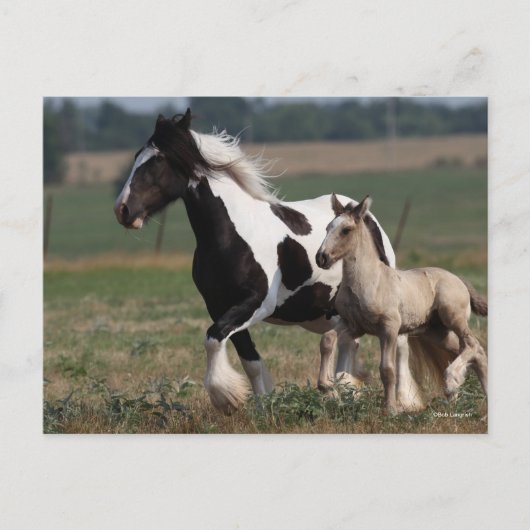Carte Postale Bob Langrish | Gypsy Vanner Mare and Foal Running (Devant)