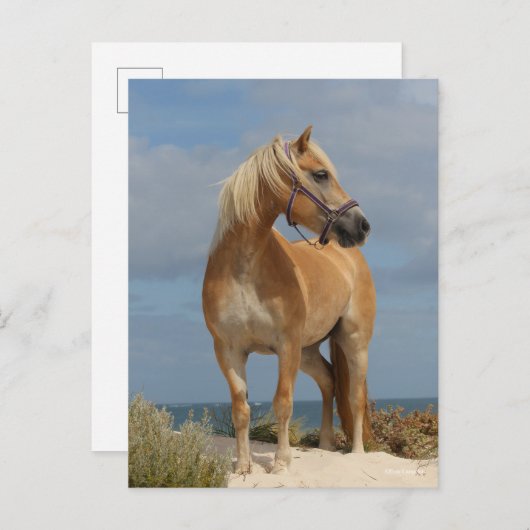 Carte Postale Bob Langrish | Haflinger Debout Sur La Plage (Devant / Derrière)