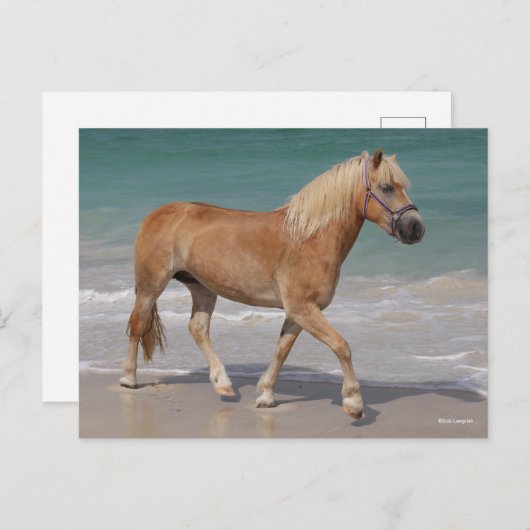 Carte Postale Bob Langrish | Haflinger Marcher Sur La Plage (Devant / Derrière)