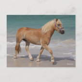 Carte Postale Bob Langrish | Haflinger Marcher Sur La Plage (Devant)