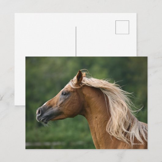 Carte Postale Bob Langrish | Hausse-tête de Staline arabe Mane F (Devant / Derrière)