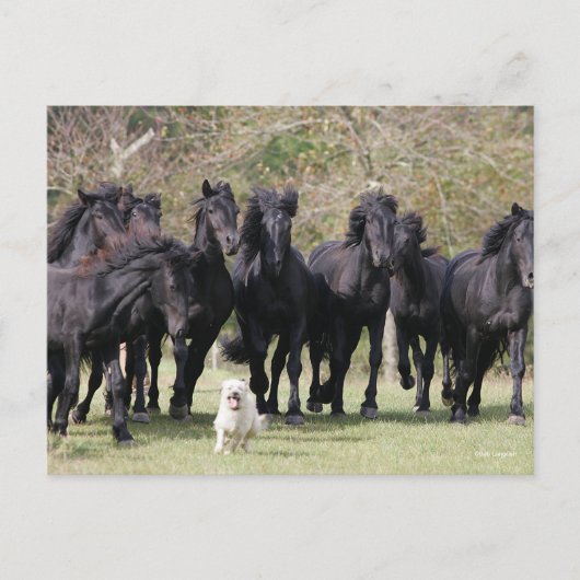 Carte Postale Bob Langrish | Herd Black Meren Cheval et Chien (Devant)