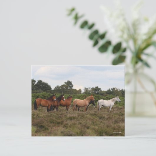 Carte Postale Bob Langrish | Herd New Forest Poney debout (Debout devant)