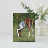 Carte Postale Bob Langrish | Irlandais Sport Cheval Pâturage de  (Debout devant)