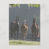 Carte Postale Bob Langrish | Jeunes Chevaux Trois Quart (Devant)