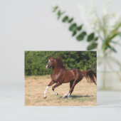 Carte Postale Bob Langrish | L'étalon arabe châtaigner en marche (Debout devant)