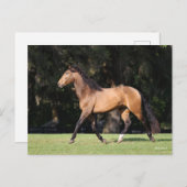 Carte Postale Bob Langrish | Light Bay Lusitano Running (Devant / Derrière)