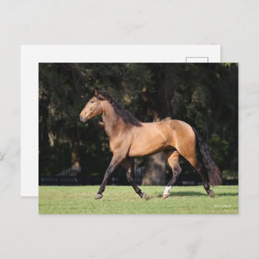 Carte Postale Bob Langrish | Light Bay Lusitano Running (Devant / Derrière)