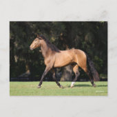 Carte Postale Bob Langrish | Light Bay Lusitano Running (Devant)