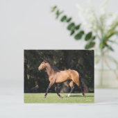 Carte Postale Bob Langrish | Light Bay Lusitano Running (Debout devant)