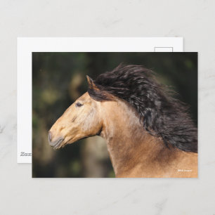 Carte Postale Bob Langrish   Lusitano Capture d'écran Mane Flow