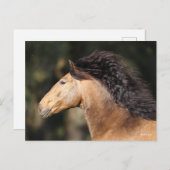 Carte Postale Bob Langrish | Lusitano Capture d'écran Mane Flow (Devant / Derrière)