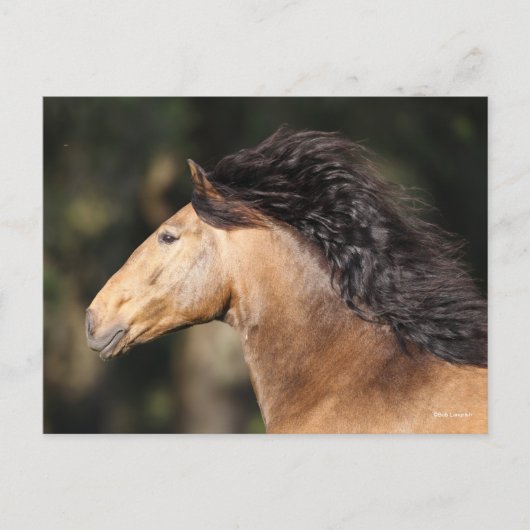 Carte Postale Bob Langrish | Lusitano Capture d'écran Mane Flow (Devant)