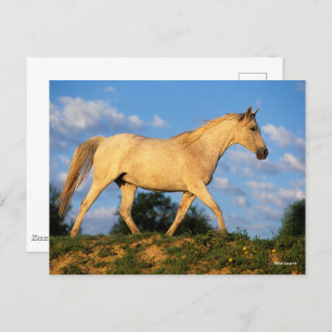 Carte Postale Bob Langrish   Marche arabe grise