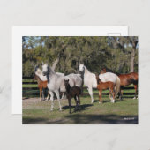 Carte Postale Bob Langrish | Mares et poulains arabes debout (Devant / Derrière)