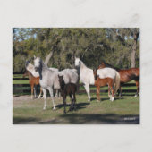 Carte Postale Bob Langrish | Mares et poulains arabes debout (Devant)