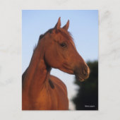 Carte Postale Bob Langrish | Marron Arabesque Tête (Devant)