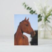 Carte Postale Bob Langrish | Marron Arabesque Tête (Debout devant)