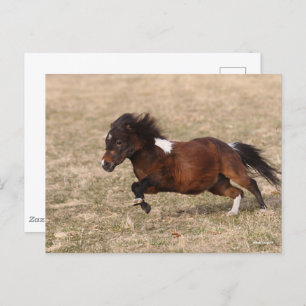 Carte Postale Bob Langrish   Miniature Pony Running Fast