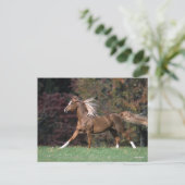 Carte Postale Bob Langrish | Mone d'or et traîne (Debout devant)