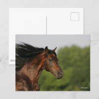 Bob Langrish | Morgan Horse Capsule Flower Mane