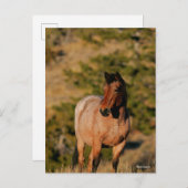 Carte Postale Bob Langrish | Mustang Horse Standing (Devant / Derrière)