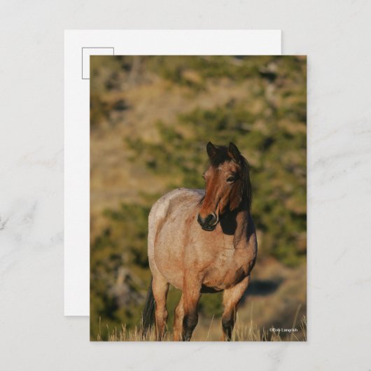 Carte Postale Bob Langrish | Mustang Horse Standing (Devant / Derrière)