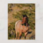 Carte Postale Bob Langrish | Mustang Horse Standing (Devant)