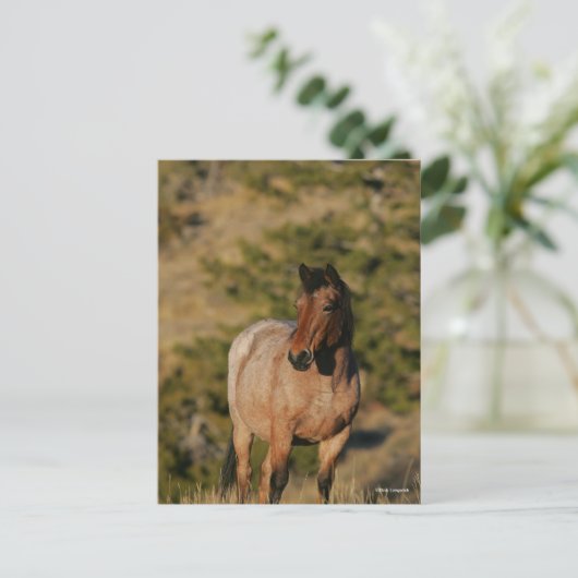 Carte Postale Bob Langrish | Mustang Horse Standing (Debout devant)