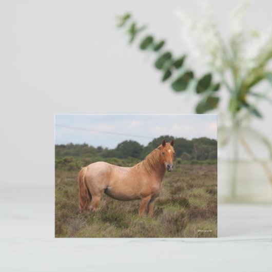 Carte Postale Bob Langrish | Nouveau poney forestier debout dans (Debout devant)