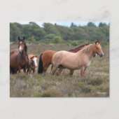 Carte Postale Bob Langrish | Nouveaux poneys forestiers et poula (Devant)