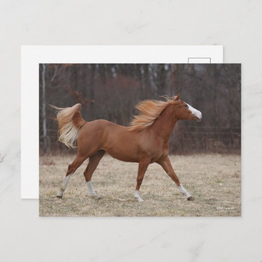 Carte Postale Bob Langrish | Overo Paint Horse Running (Devant / Derrière)
