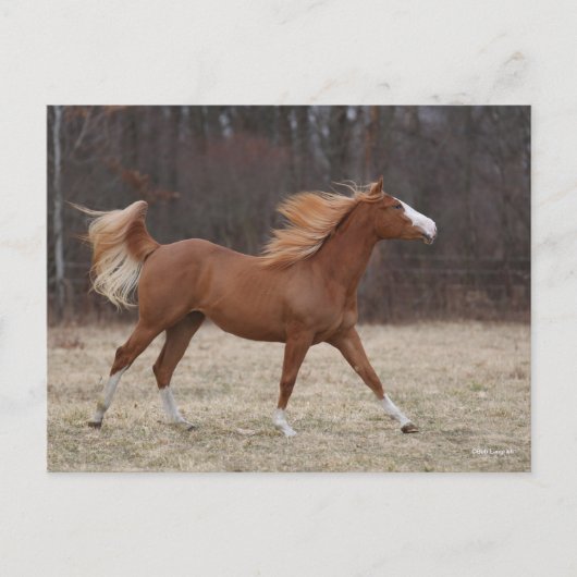 Carte Postale Bob Langrish | Overo Paint Horse Running (Devant)