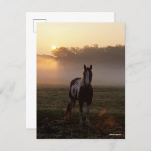 Carte Postale Bob Langrish   Paint Horse Debout Mist Sunrise