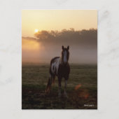 Carte Postale Bob Langrish | Paint Horse Debout Mist Sunrise (Devant)
